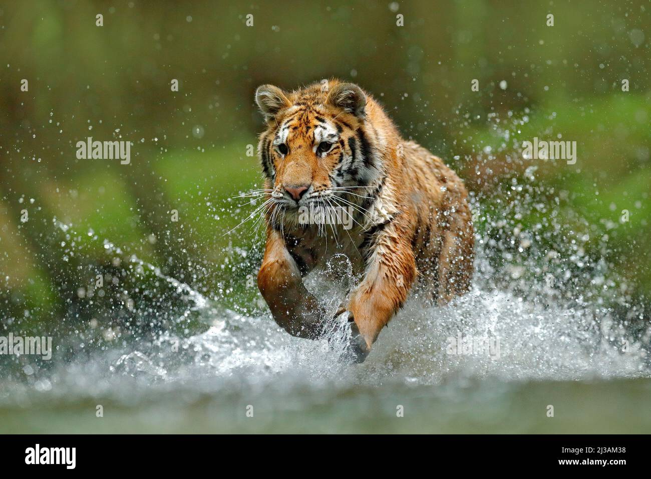 Tiger läuft im Wasser. Gefahr Tier, tajga in Russland. Tier im Waldbach. Grauer Stein, Flußtropfen. Tiger mit Spritzwasser. Handeln Stockfoto
