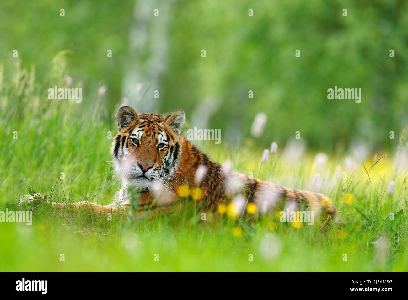 Sommer mit Tiger. Tiger mit rosa und gelben Blüten. Sibirischer Tiger in einem wunderschönen Lebensraum. Amurtiger sitzt im Gras. Blühende Wiese mit Dang Stockfoto