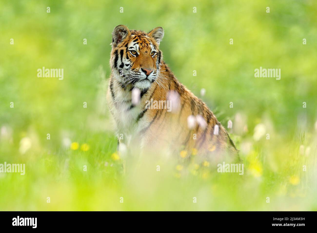 Sommer mit Tiger. Tiger mit rosa und gelben Blüten. Sibirischer Tiger in einem wunderschönen Lebensraum. Amurtiger sitzt im Gras. Blühende Wiese mit Dang Stockfoto