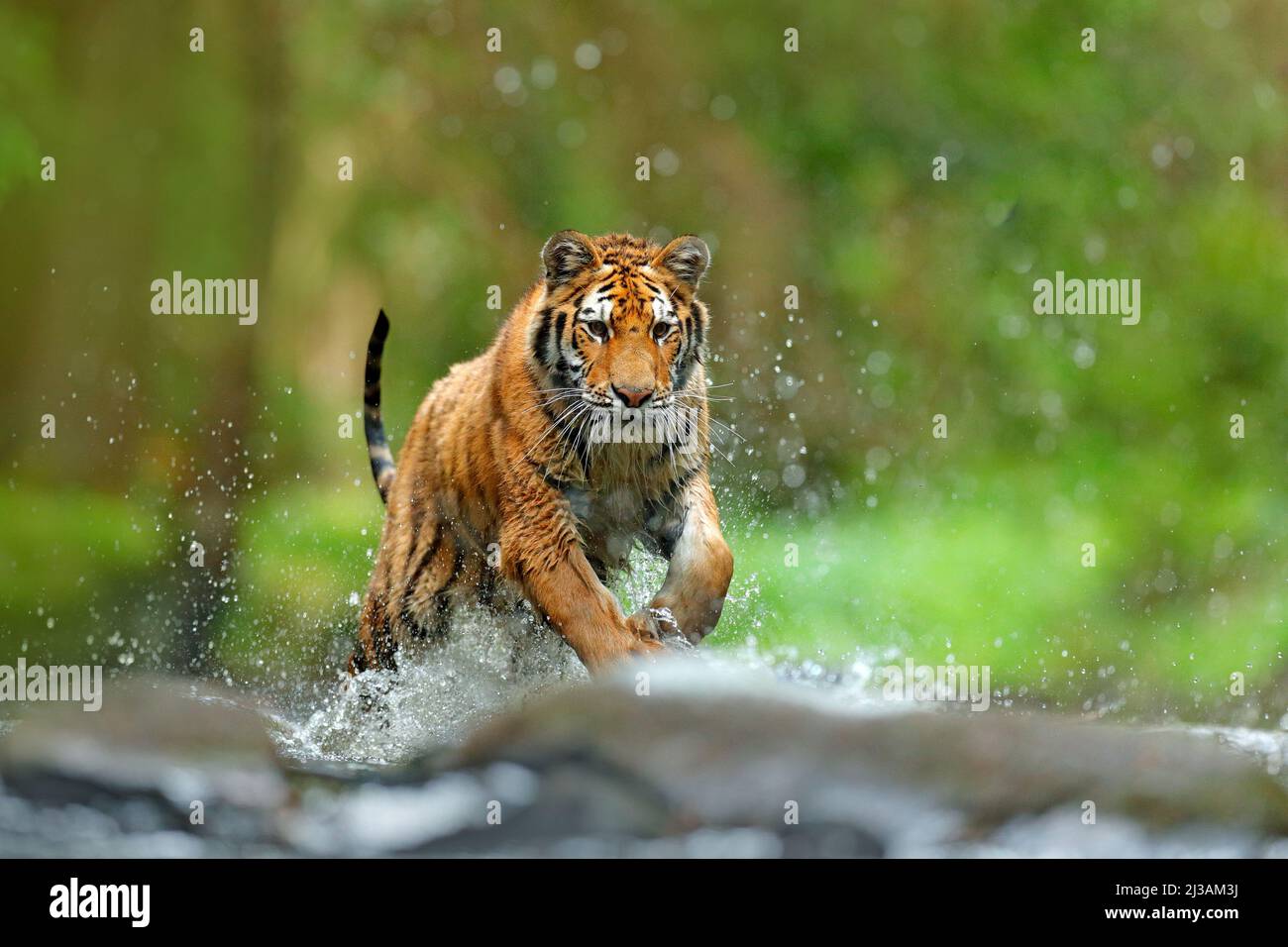 Tiger mit Spritzwasser. Action Wildlife Szene mit Wildkatze, Natur Lebensraum. Tiger läuft im Wasser. Gefahr Tier, tajga in Russland. Tier Stockfoto