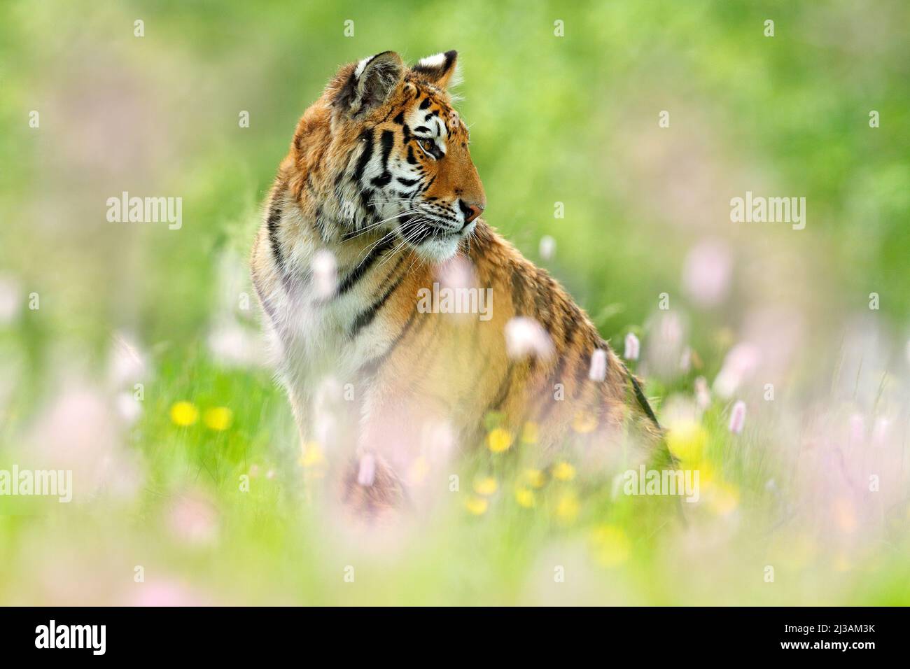 Tiger mit rosa und gelben Blüten. Sibirischer Tiger in einem wunderschönen Lebensraum. Amurtiger sitzt im Gras. Blühte Wiese mit Gefahr Tier. Wildtiere Stockfoto