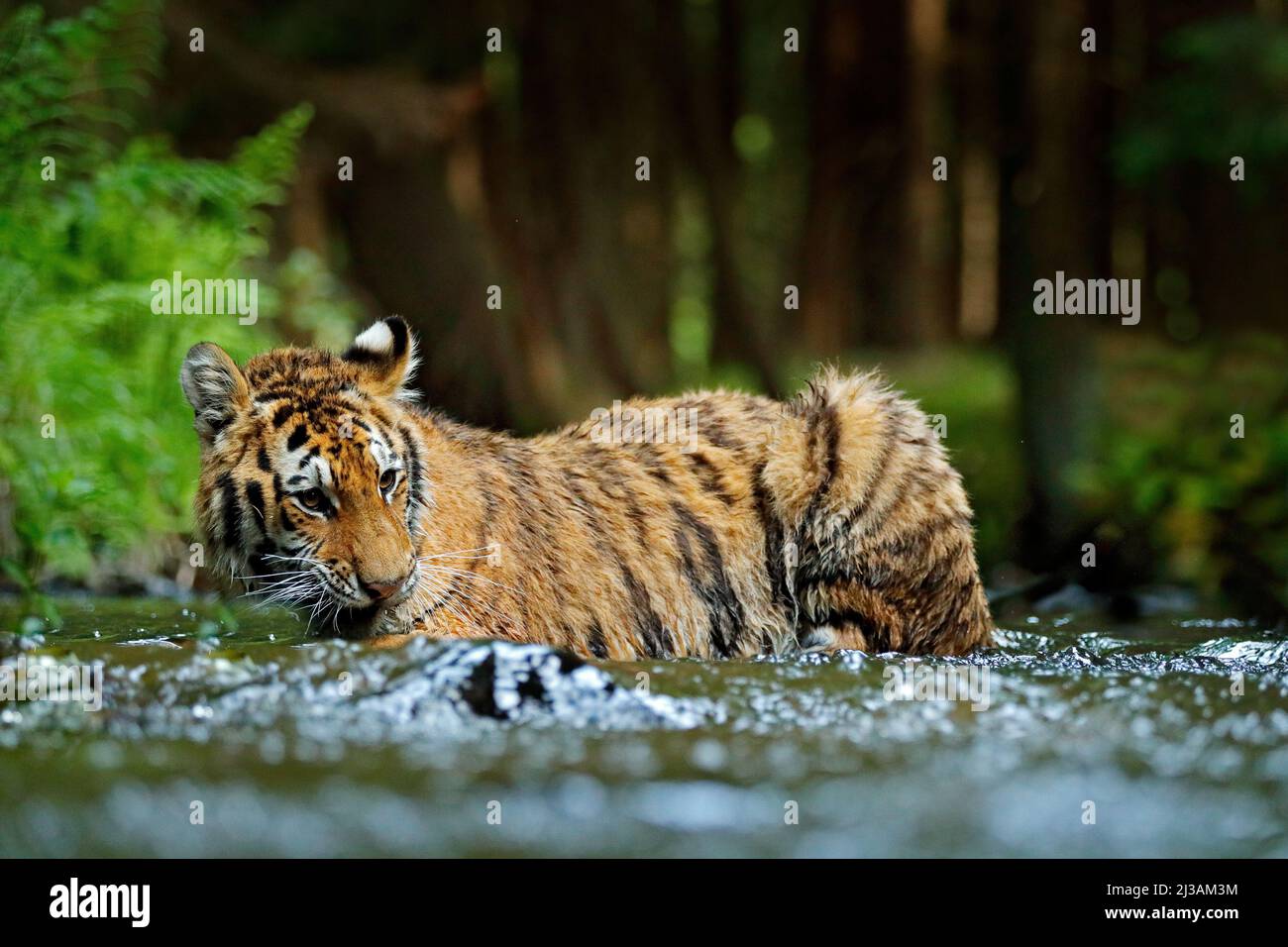 Tiger liegt im Flusswasser. Tiger Action Wildlife Szene, wilde Katze, Natur Lebensraum. Tiger läuft im Wasser. Gefahr Tier, tajga in Russland. Wild C Stockfoto