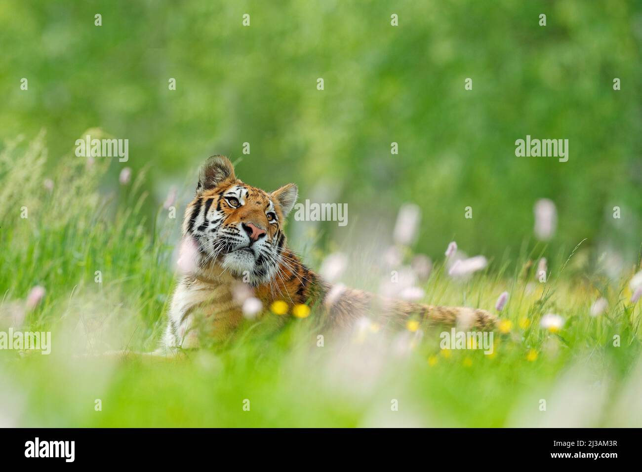 Tiger mit rosa und gelben Blüten. Sibirischer Tiger in einem wunderschönen Lebensraum. Amurtiger sitzt im Gras. Blühte Wiese mit Gefahr Tier. Wildtiere Stockfoto