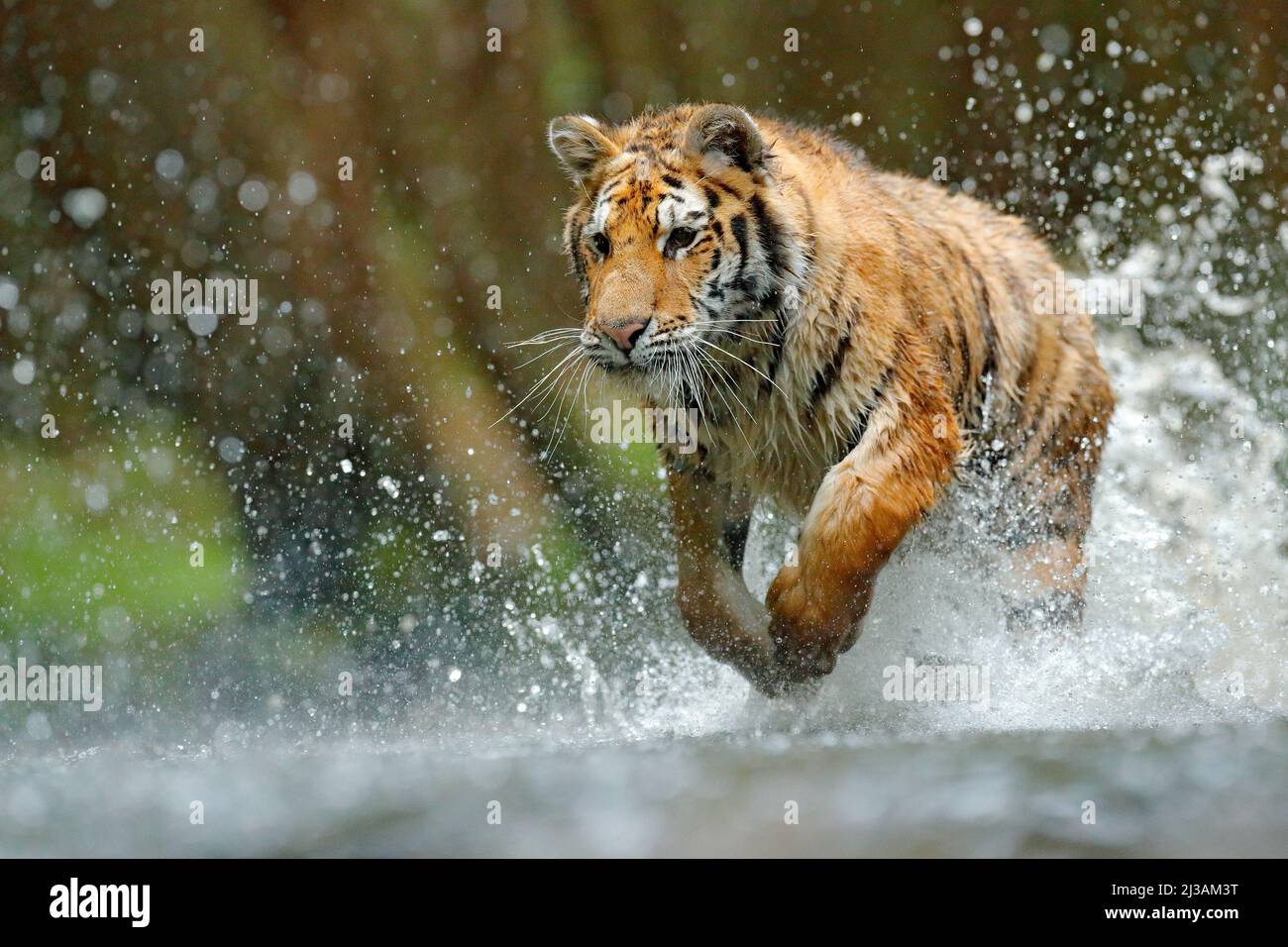 Tiger läuft im Wasser. Gefahr Tier, tajga in Russland. Tier im Waldbach. Grauer Stein, Flußtropfen. Tiger mit Spritzwasser. Tiger A Stockfoto