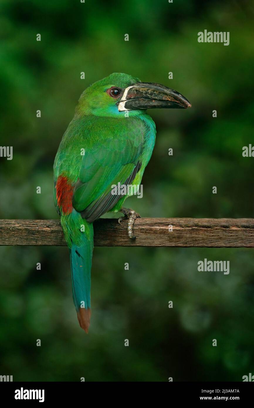 Karmesintukan, Aulacorhynchus haematopygus, grüner und roter kleiner Tukan-Vogel im natürlichen Lebensraum. Exotisches Tier im Tropenwald, grün m Stockfoto