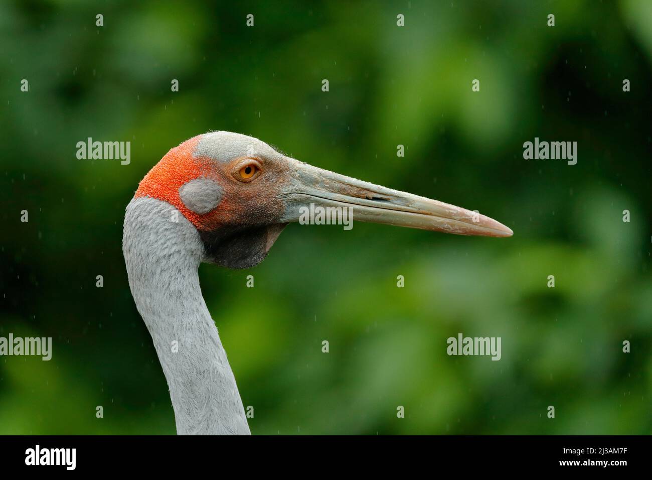 Brolga Crane, Antigone rubicunda, mit dunkelgrünem Hintergrund. Vogelkopf mit goldenem Wappen in schönem Abendlicht. Sonnenuntergang in der Natur. Wildlife sce Stockfoto