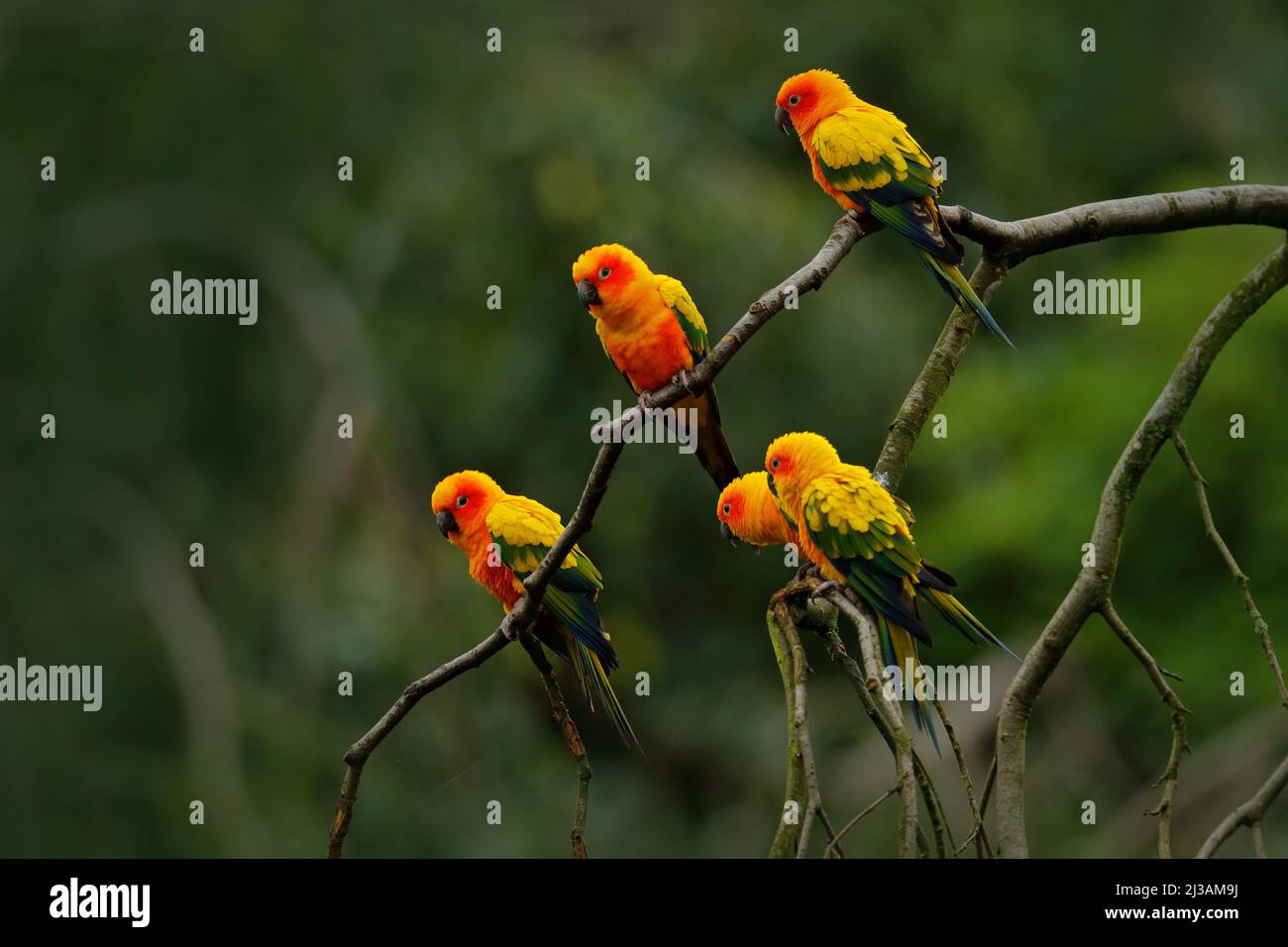 Sonnensittich, Aratinga solstitialis, seltener Papagei aus