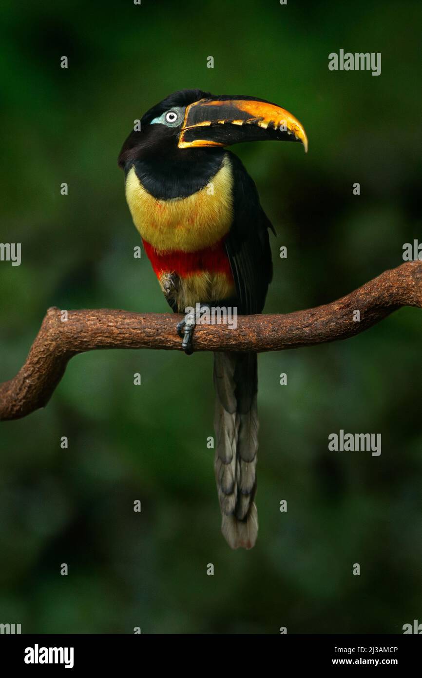 Kastanienohrige Aracari, Pteroglossus castanostis, gelber und schwarzer kleiner Tukan-Vogel in der Natur. Exotisches Tier im tropischen Wald, grüne Mo Stockfoto