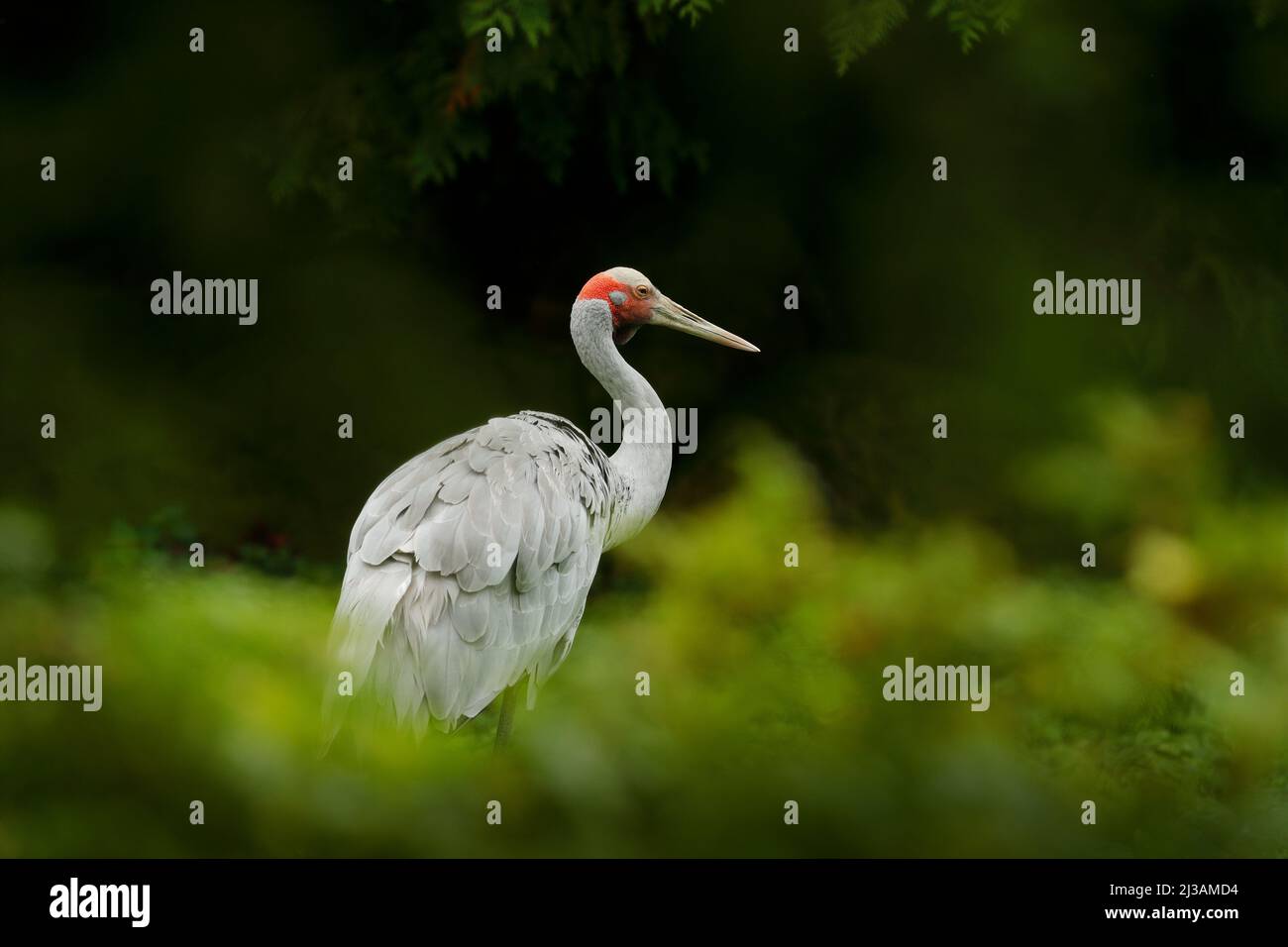 Brolga Crane, Antigone rubicunda, mit dunkelgrünem Hintergrund. Vogel im Lebensraum, Krene in grüner Waldvegetation. Wildlife-Szene aus Australien. Ar Stockfoto