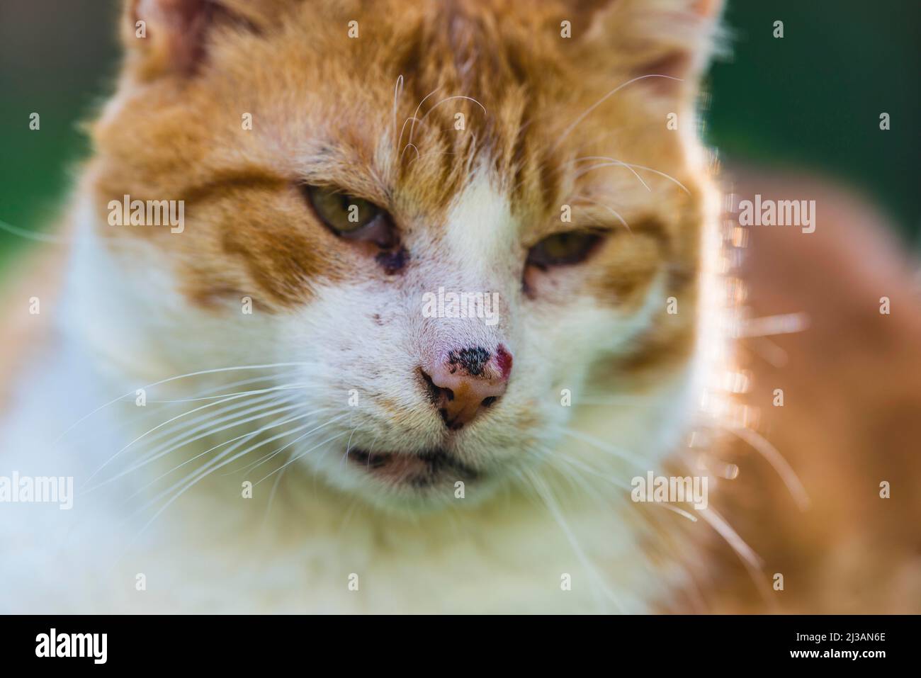 Felidae (Felis catus), mit verletzten Nase, Blaustein, Baden-Württemberg, Deutschland Stockfoto