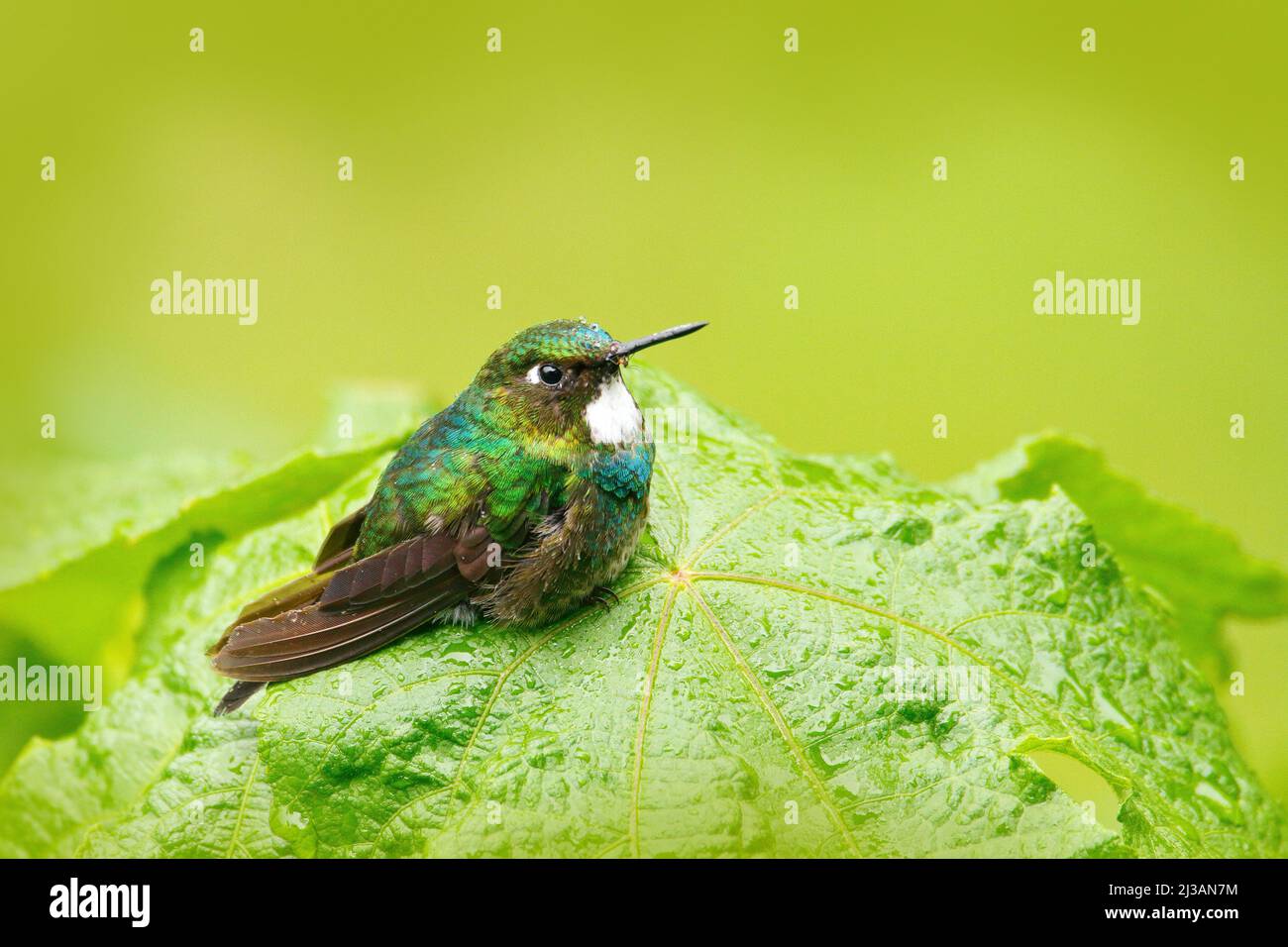 Niedlicher Vogel, der auf dem grünen Blatt sitzt, kleiner Vogel in den grünen Blättern, Tier im natürlichen Lebensraum, tropischer Bergwald, Tierwelt, Costa Rica. Stockfoto