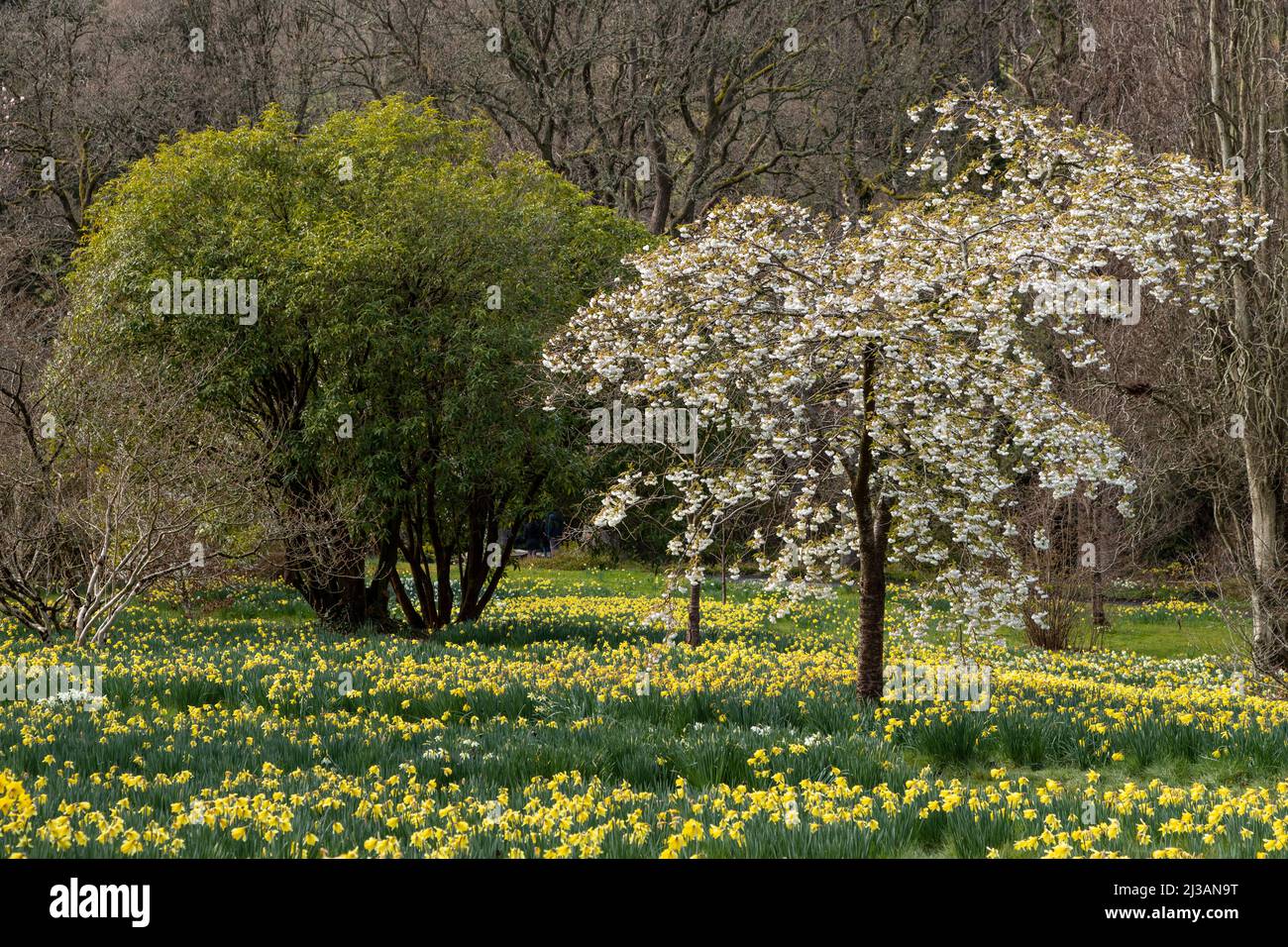 Teppich aus Narzissen im Frühjahr Stockfoto