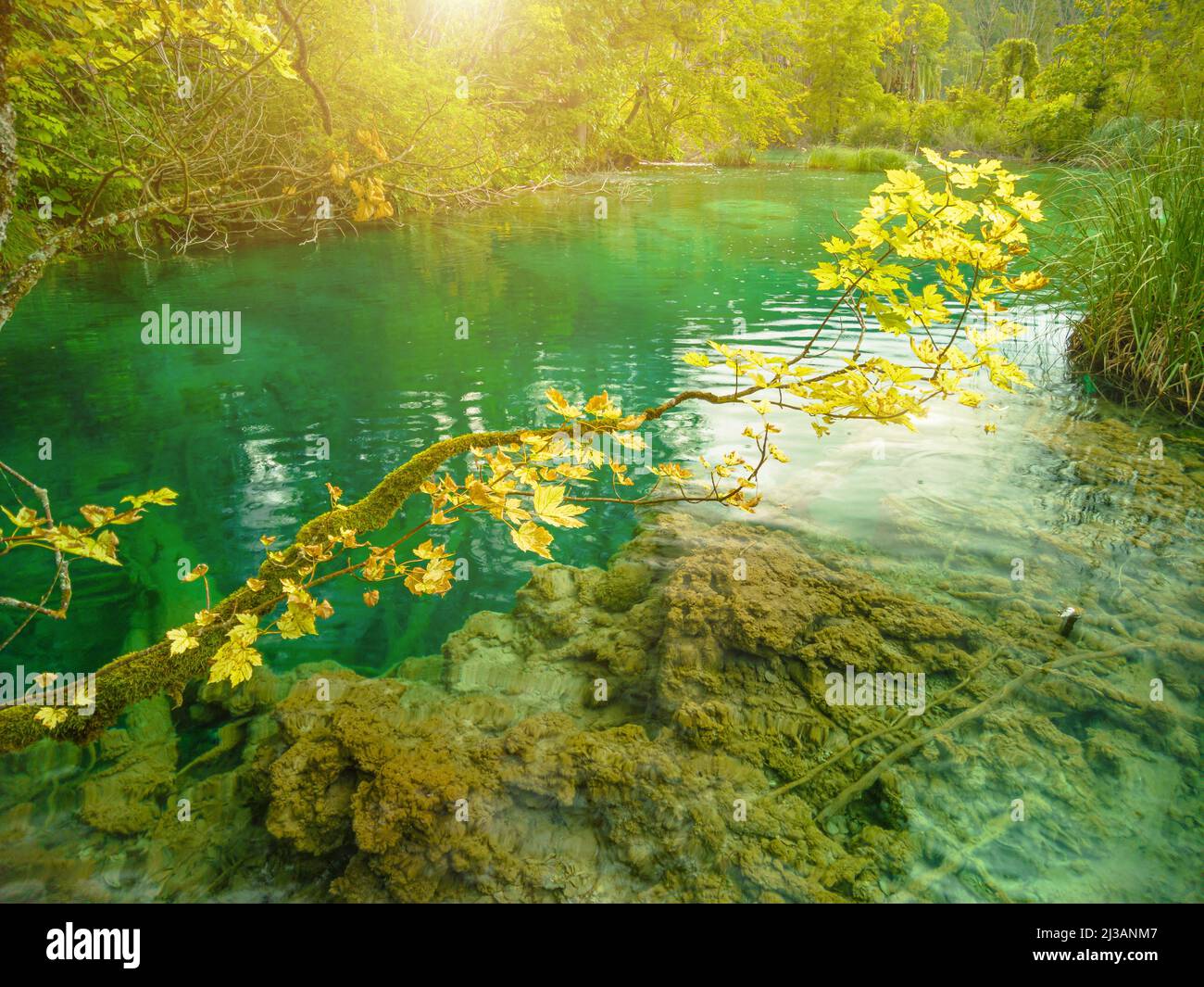 Ahornbaum des Milino Jezero Sees im Nationalpark Plitvicer Seen in Kroatien, Region Lika. UNESCO-Weltkulturerbe von Kroatien genannt Plitvicka Jezera. Stockfoto