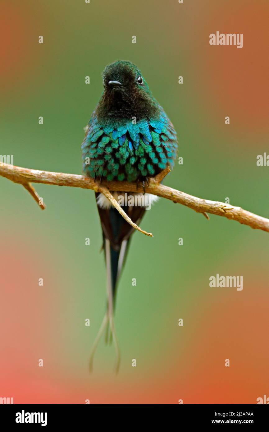 Grüner Thorntail, Discosura conversii, La Paz Wasserfall Garten, Costa Rica. Kolibri mit klarem grünen Hintergrund. Wildlife-Szene aus der Natur. Vogel s Stockfoto