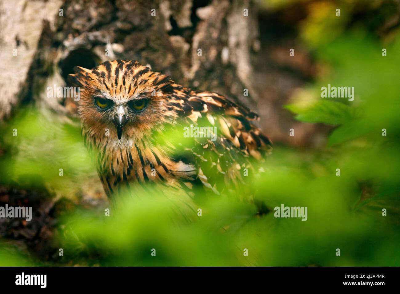 Buffy Fischeule, Ketupa ketupu, seltener Vogel aus Asien. Malaysia schöne Eule in der Natur Wald Lebensraum. Vogel aus Malaysia. Fischeule sitzt auf dem b Stockfoto