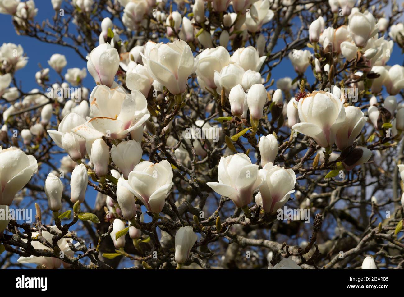Weiße Magnolien blühen im Frühling Stockfoto