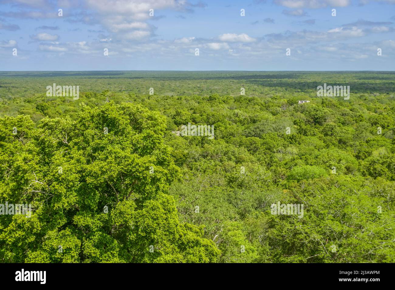 Tropischer Dschungel, Chiapas, Mexiko Stockfoto