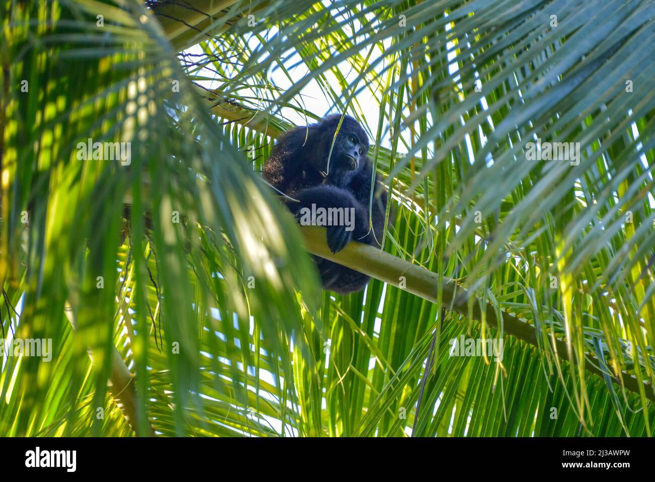 Mexikanischer schwarzer guatemaltekischer schwarzer Brüller (Alouatta Pigra), tropischer Dschungel, Chiapas, Mexiko Stockfoto