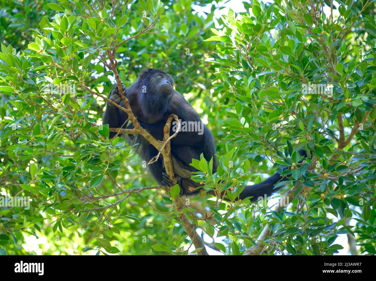 Mexikanischer schwarzer guatemaltekischer schwarzer Brüller (Alouatta Pigra), tropischer Dschungel, Chiapas, Mexiko Stockfoto