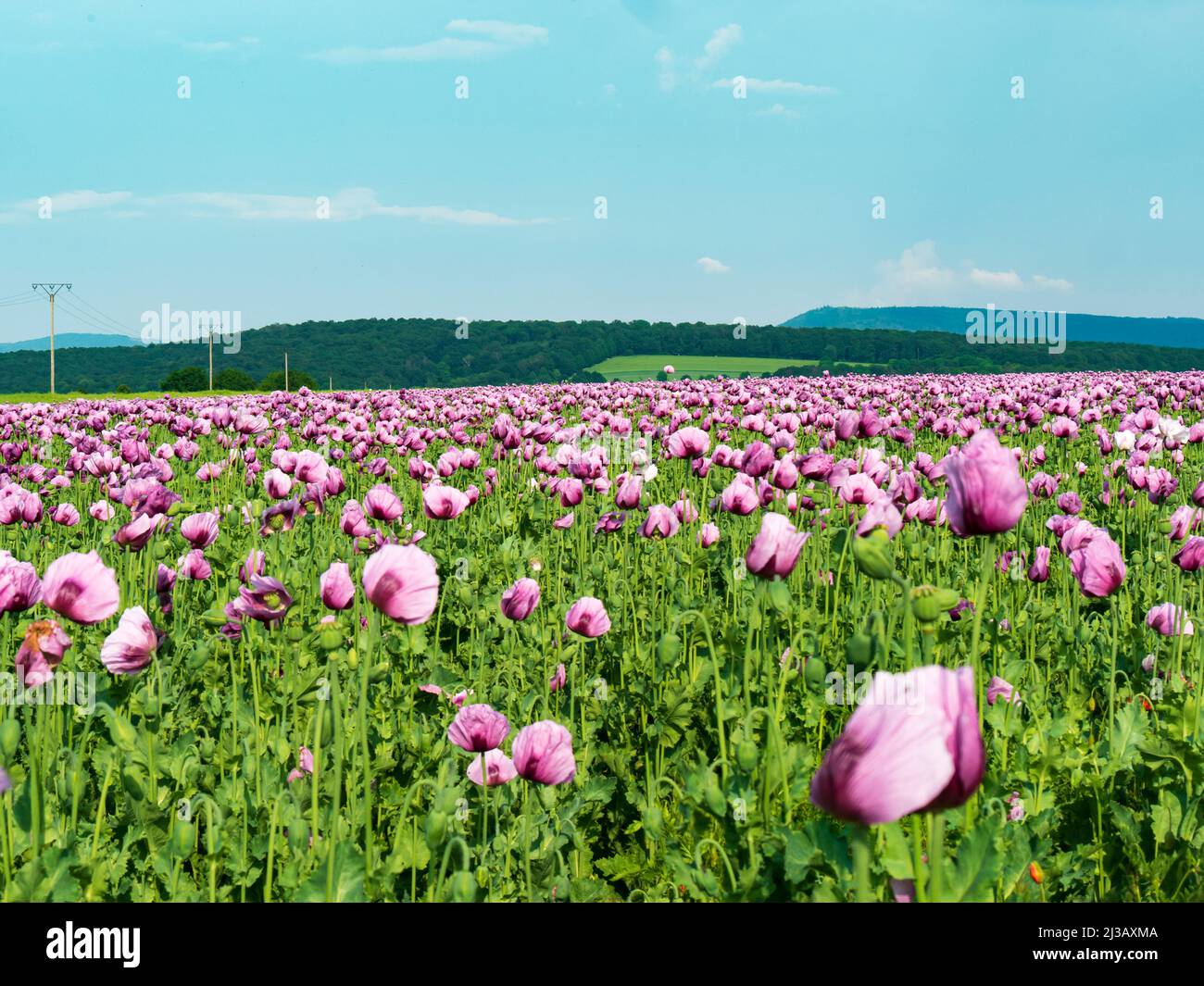 Panorama eines Feldes von Rosenmohn Stockfoto