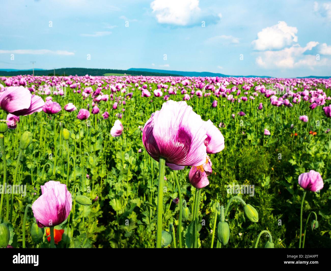 Panorama eines Feldes von Rosenmohn Stockfoto