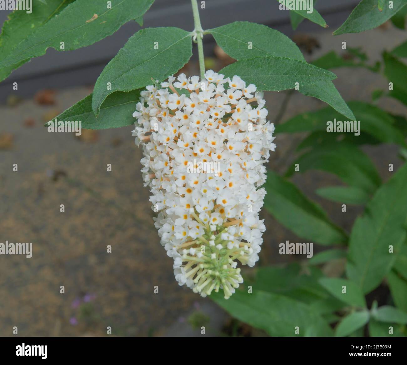 Weiß, Blume, Schmetterlingsblume, Schmetterlingsbusch (Buddleia) Schmetterlingsbusch, Schmetterlingsbusch Stockfoto