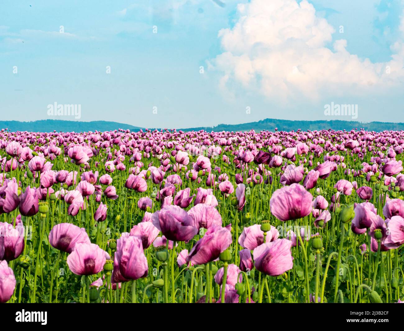 Panorama eines Feldes von Rosenmohn Stockfoto
