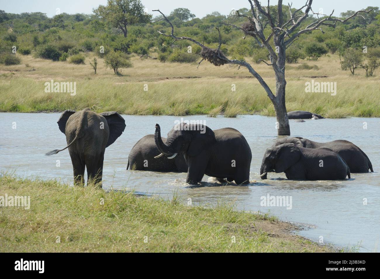 Park einer großen Herde afrikanischer Elefanten, unten am Fluss und eine gute Zeit haben, etwas trinken, einige spielen. Stockfoto