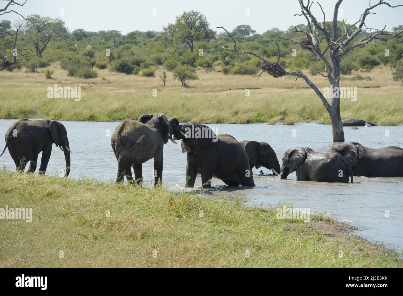 Park einer großen Herde afrikanischer Elefanten, unten am Fluss und eine gute Zeit haben, etwas trinken, einige spielen. Stockfoto