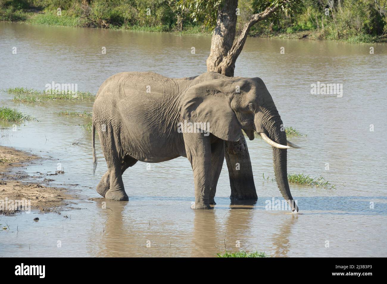 Afrikanischer Elefant mit Stoßzähnen, unten am Fluss und trinken, Stockfoto