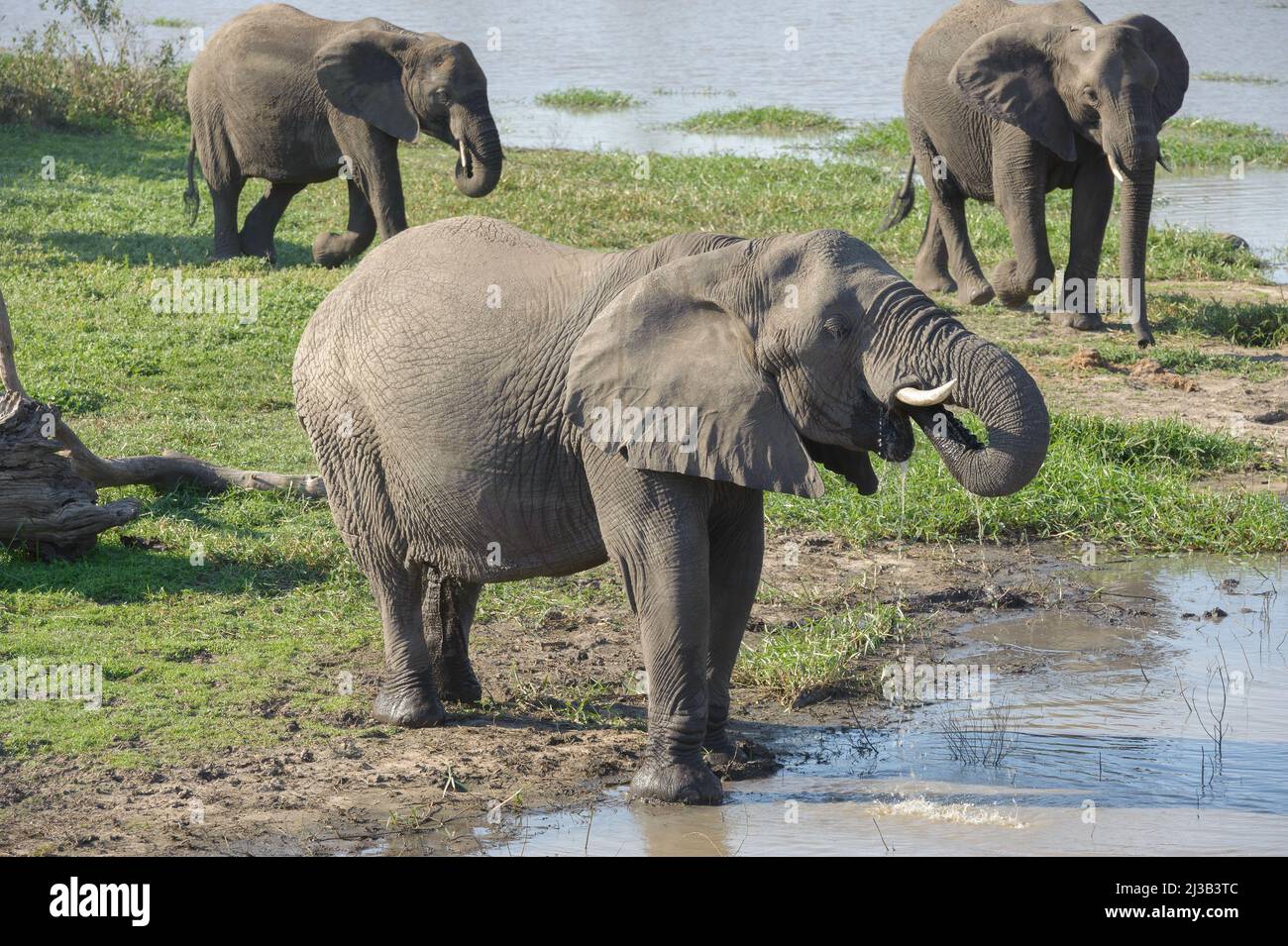 Eine große Herde afrikanischer Elefanten unten am Fluss, bei einem Drink. Krüger National Park, Südafrika. Stockfoto