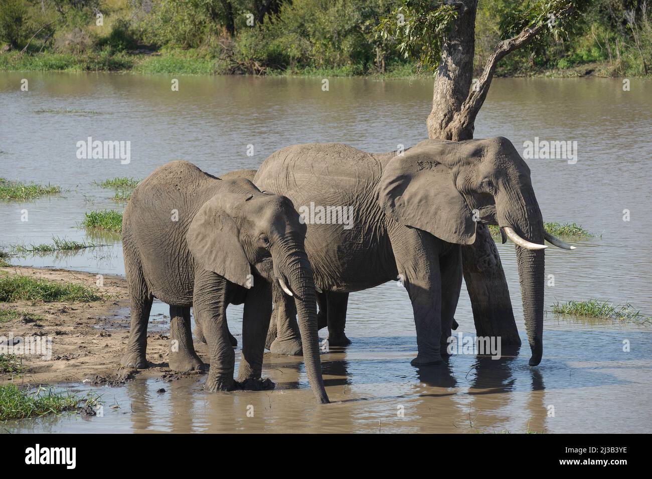 Eine große Herde afrikanischer Elefanten unten am Fluss, bei einem Drink. Krüger National Park, Südafrika. Stockfoto