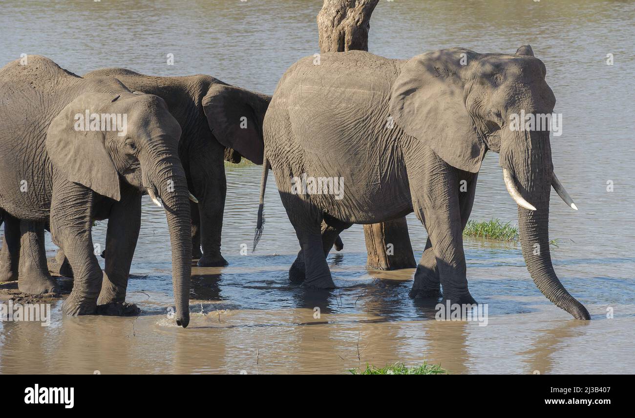 Afrikanische Elefanten mit Stoßzähnen unten am Fluss, trinken einen Drink. Kruger-Nationalpark, Südafrika. Stockfoto