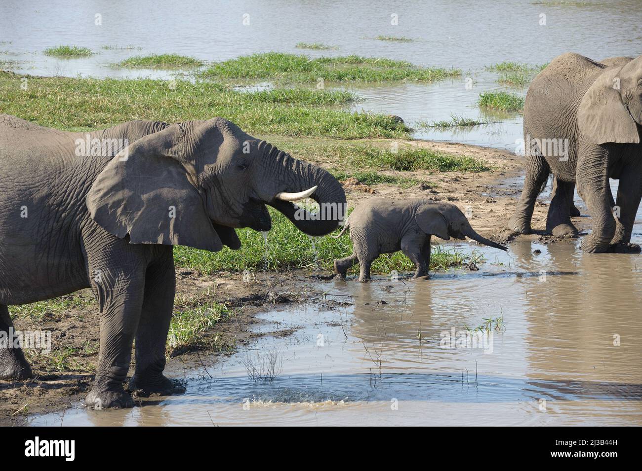 Eine große Herde afrikanischer Elefanten unten am Fluss, bei einem Drink. Krüger National Park, Südafrika. Stockfoto