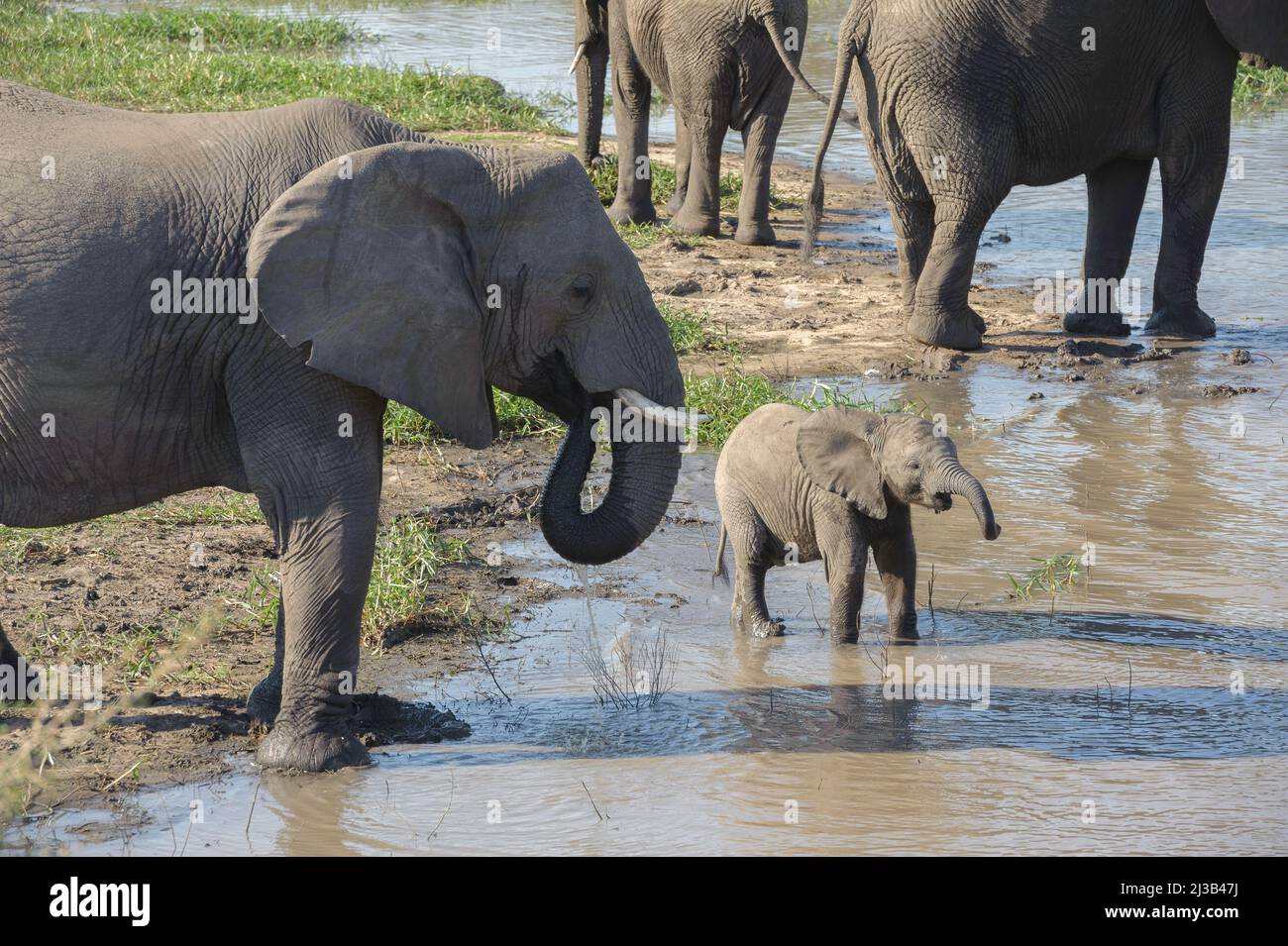 Eine große Herde afrikanischer Elefanten unten am Fluss, bei einem Drink. Krüger National Park, Südafrika. Stockfoto