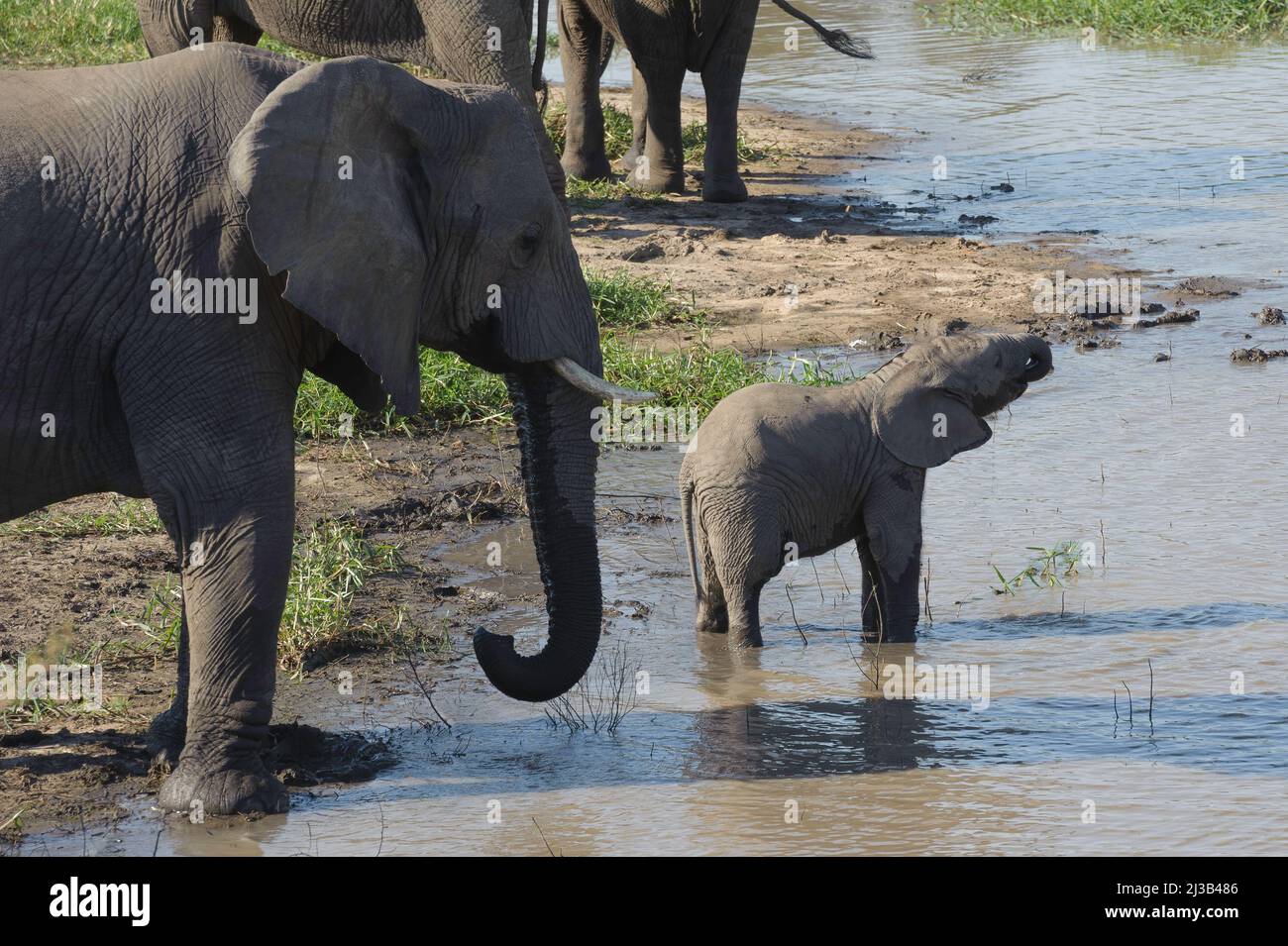 Eine große Herde afrikanischer Elefanten unten am Fluss, bei einem Drink. Krüger National Park, Südafrika. Stockfoto