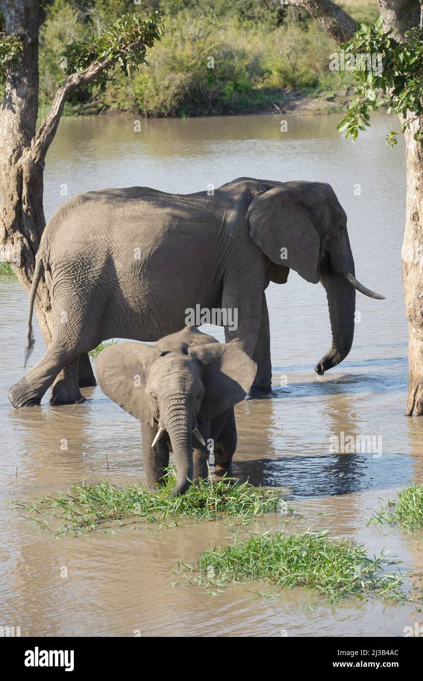 Teil einer großen Herde afrikanischer Elefanten unten am Fluss, bei einem Drink. Krüger National Park, Südafrika. Stockfoto