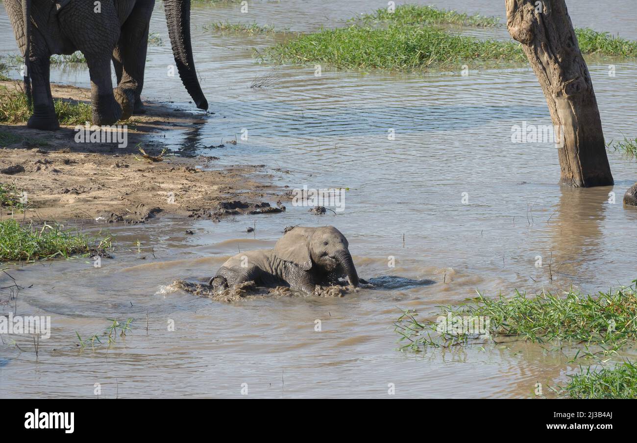Ein junger afrikanischer Elefant, Teil einer großen Herde, spielt im Fluss in der Nähe seiner Mutter. Krüger National Park. Stockfoto