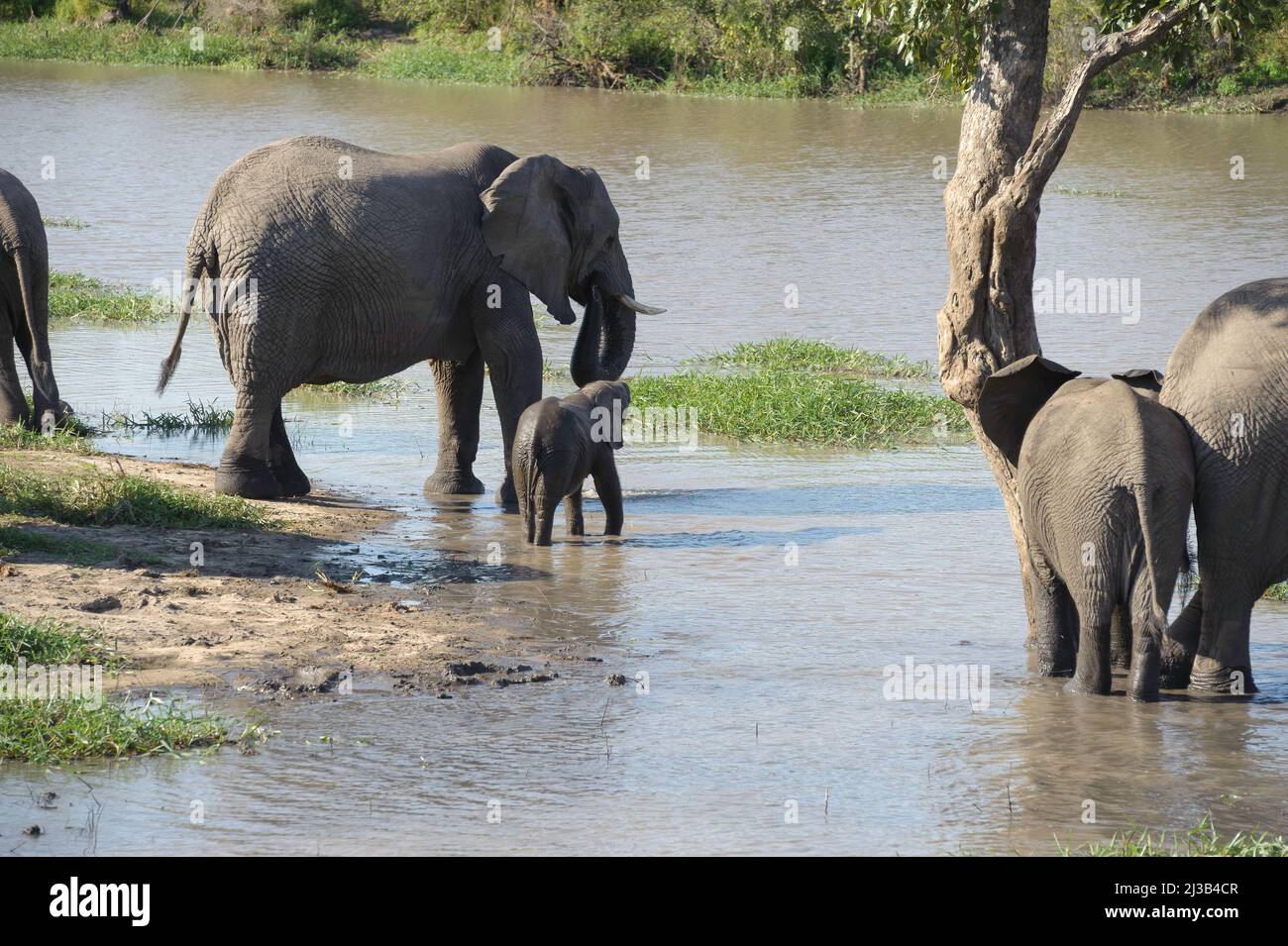 Eine Mutter und ein Elefantenbaby, Teil einer großen Herde im Krüger Nationalpark, Süden. Bei einem Drink und kurz vor der Flussüberquerung. Stockfoto