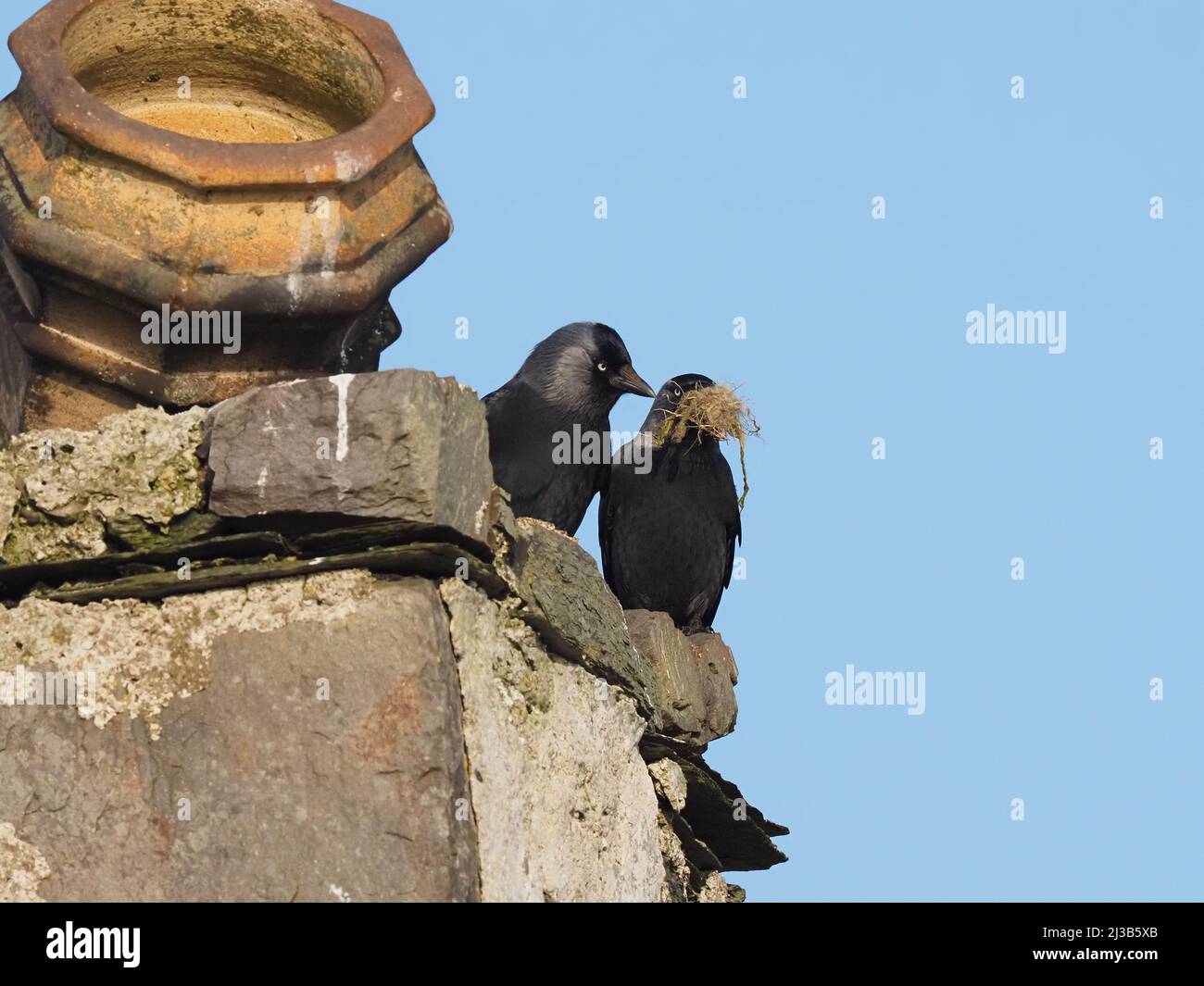 Dieses Paar Jackdaws begann im März an einem traditionellen Ort in einem verlassenen Haus auf Islay mit dem Nestbau. Stockfoto
