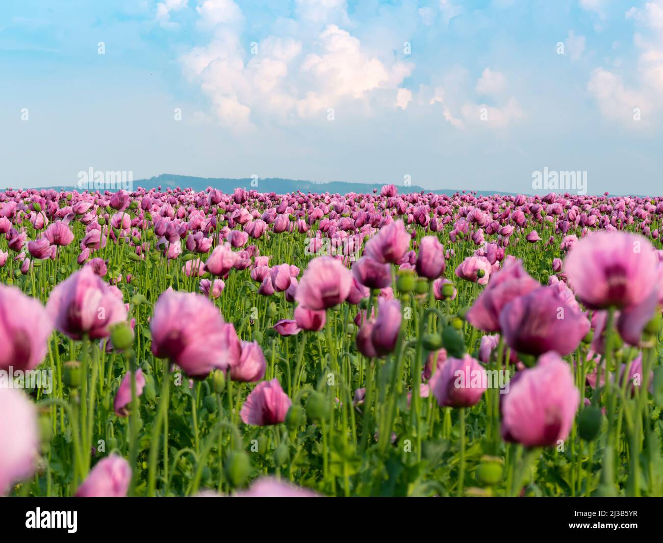 Panorama eines Feldes von Rosenmohn Stockfoto
