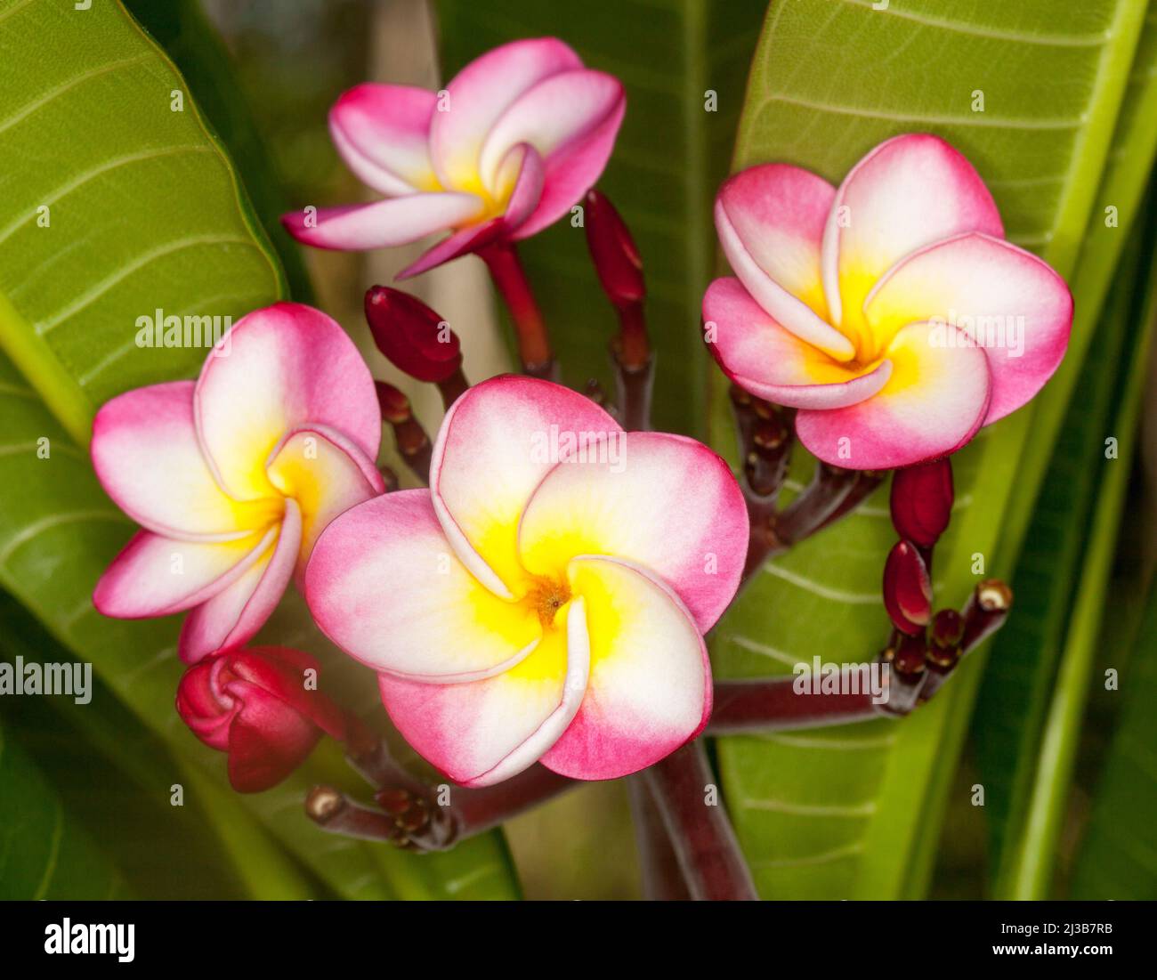 Eine Ansammlung von spektakulären, ungewöhnlich lebendigen roten, weißen und gelben duftenden Frangipani-Blüten, Plumeria rubra 'Danai Delight', auf dem Hintergrund von grünen Blättern Stockfoto