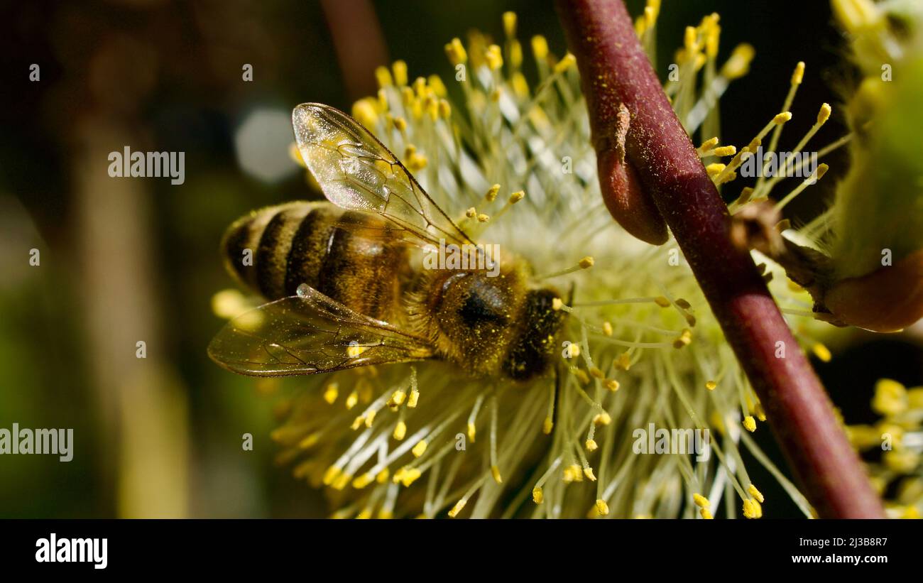 Honigbiene sammelt Pollen von Blüten, die im Frühjahr blühen. Honigbiene sammelt Pollen. Honigbiene mit Staubpollen bedeckt. Auf die Fokusbiene, in diffe Stockfoto