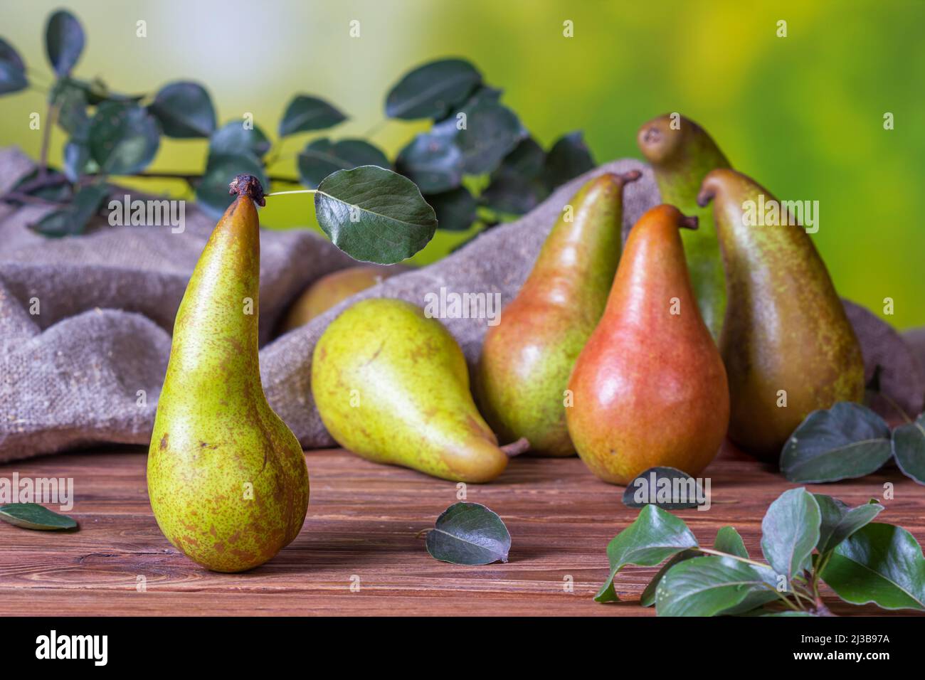 Ländliche Stillleben - Blick auf eine Konferenz Birne auf einem Holztisch, Gruppe von Birnen Nahaufnahme mit selektivem Fokus Stockfoto