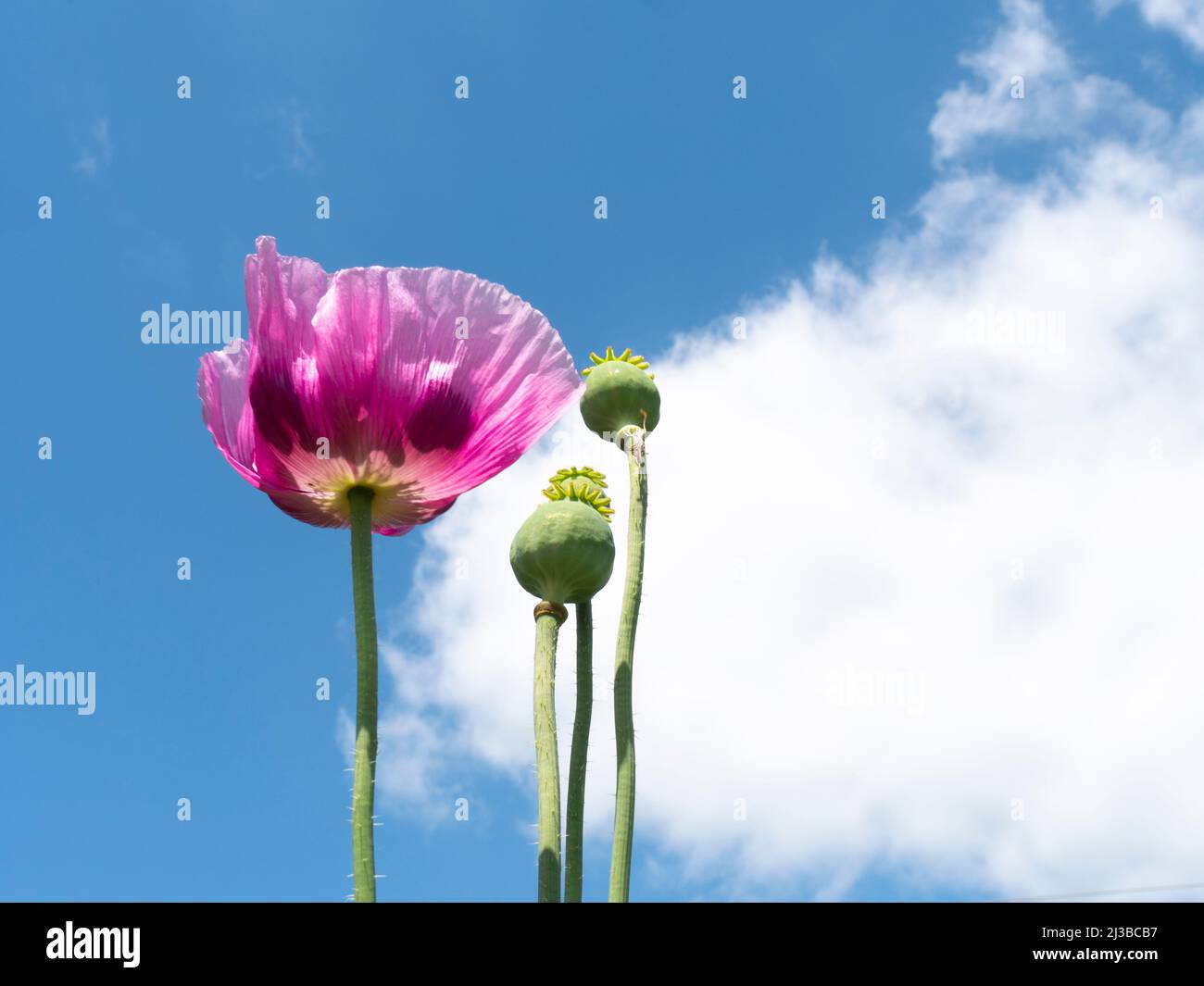 Eine rosa Mohnblüte und zwei Mohnkapseln ragen in den blauen Himmel Stockfoto