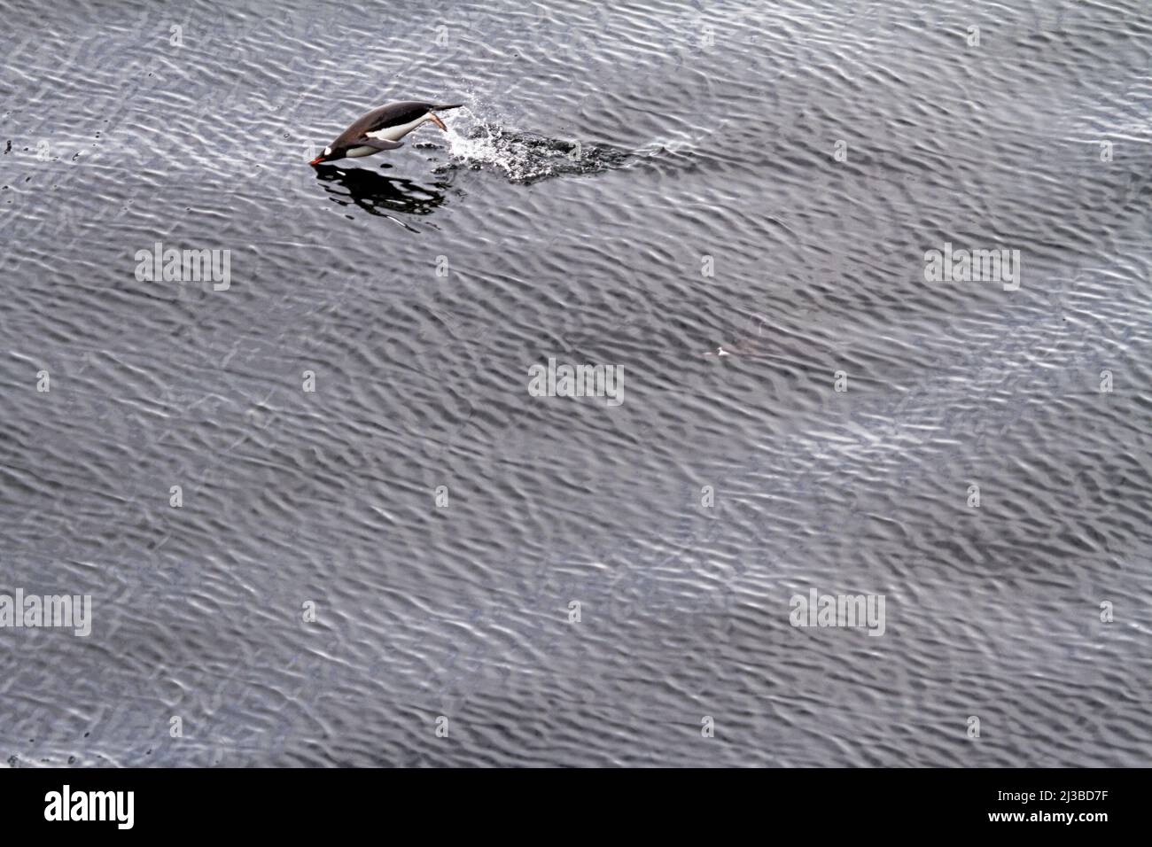 Gentoo-Pinguine in der Antarktis - Antarktische Halbinsel - Täuschungs-Insel - Südshetlandinseln Archipel - Globale Erwärmung Stockfoto