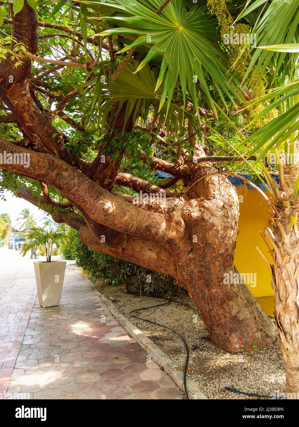 Ungewöhnlicher Baum mit sehr großen Ästen in der Nähe des Gehwegs Stockfoto