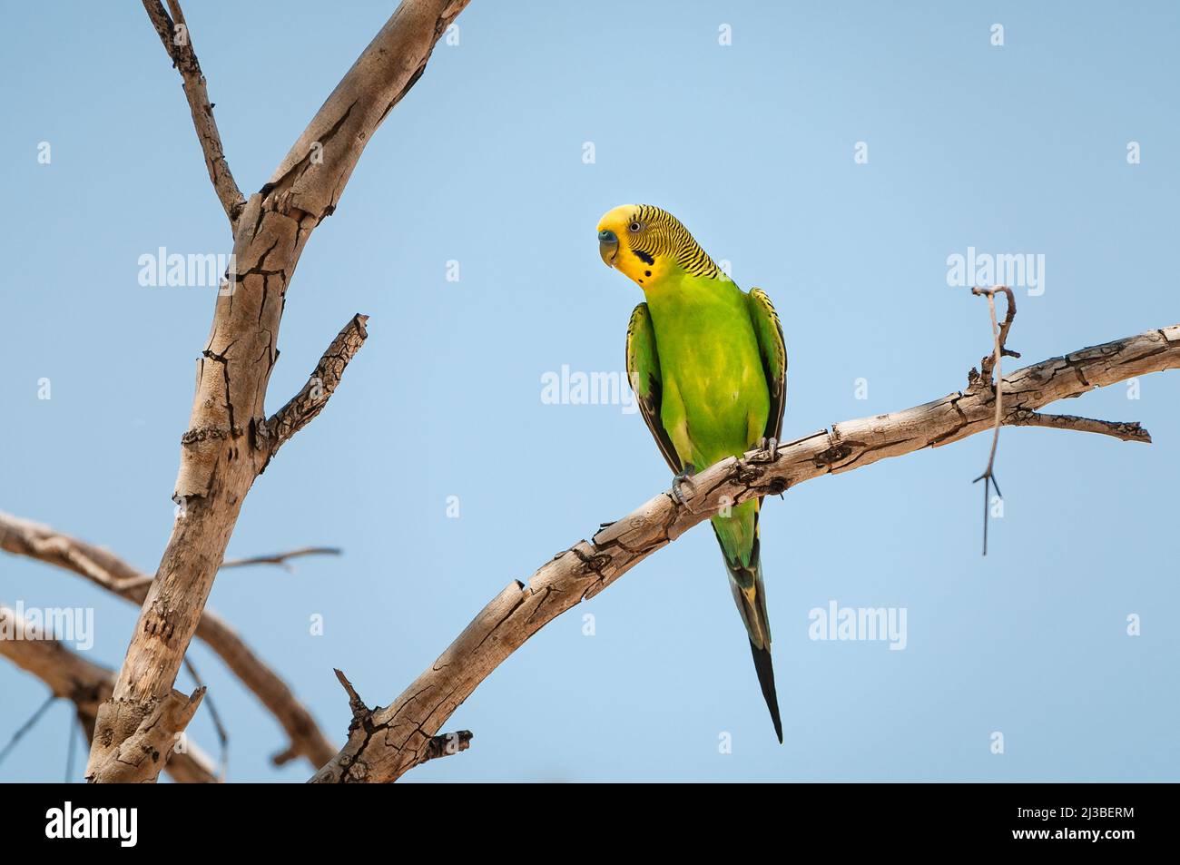 Wellensittich sitzt im Wüstenbaum Stockfotografie - Alamy