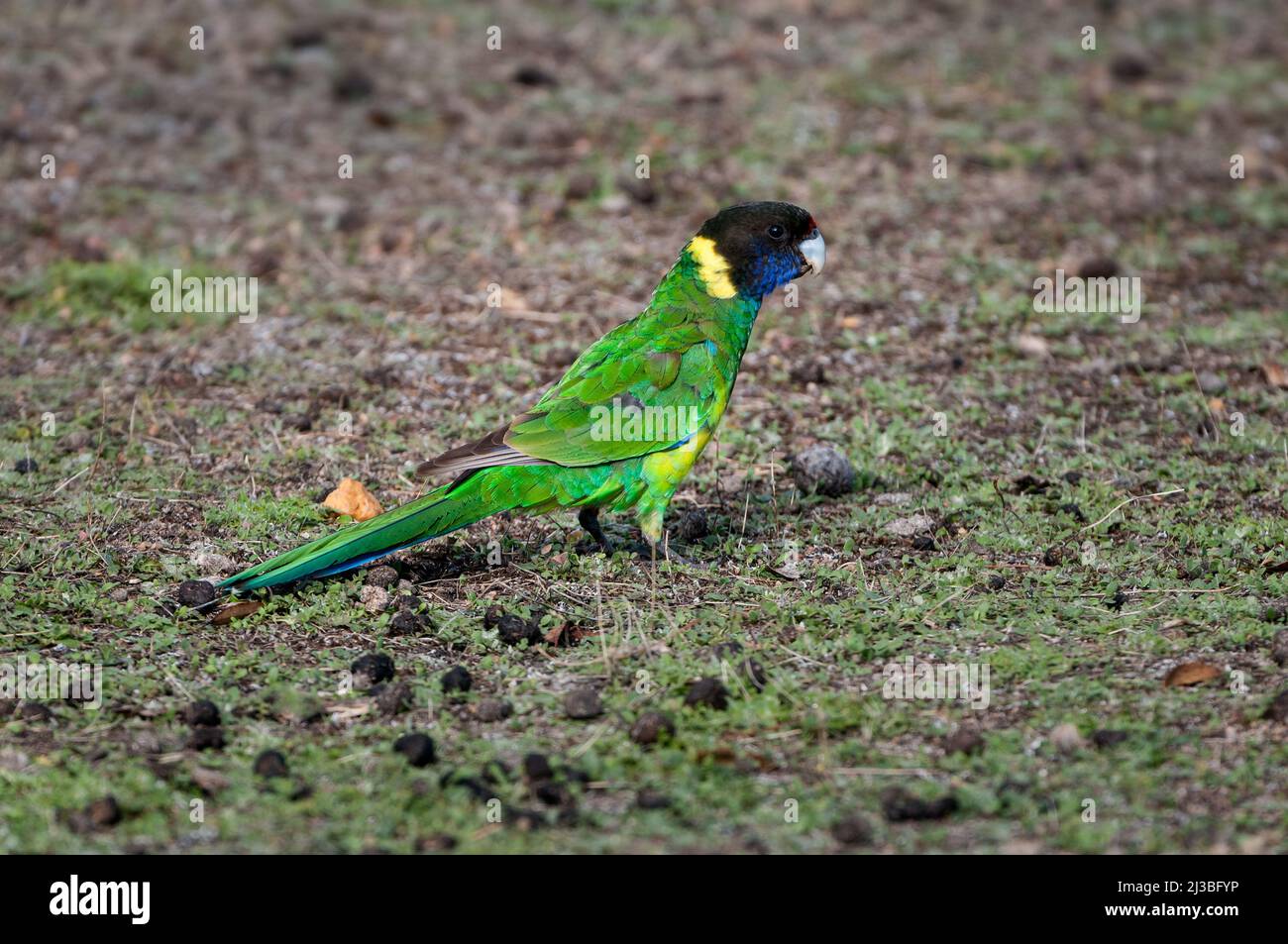 Schöne australische Ringneck Fütterung auf dem Boden. Stockfoto