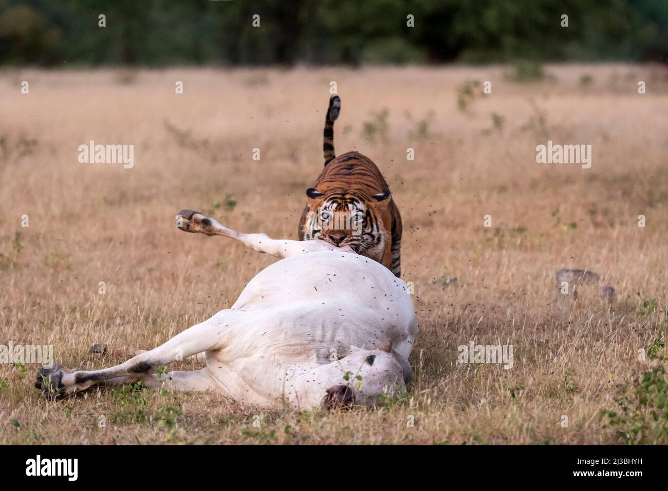 Wilder männlicher Tiger mit Rindern oder Hauskuh tötet. Echte Bedrohung oder ernstes Naturschutzproblem, wo Tiger streunende oder giftige Tiere Nationalpark töten Stockfoto